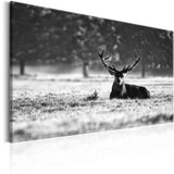  Slika - Lying Deer 120x80 Cijene