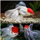 Akvarijum Centar Goldfish red cap | ePonuda.com