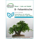 Saflax Bonsai - rešeljika cene