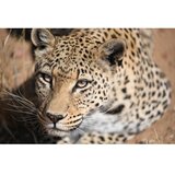 Nikon NIKKOR Z 70-200MM F/2.8 VR S objektiv | Eponuda.com