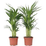 Plant in a Box palma areka - 2 kos - dypsis lutescens - višina 60-70cm - ⌀17cm, (21758241) Cene
