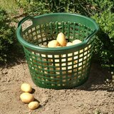  Kanta (Plastika, 31 l, Zelene boje) | shoptok.hr