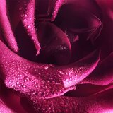 Viktor & Rolf Flowerbomb Extreme 100 ml parfemska voda za žene | shoptok.hr