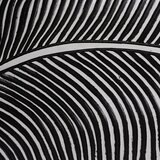 Ixia Dekorativni pladenj iz poliresina 16x37 cm B&W – | Shoptok.si