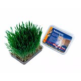 Nobby mačja trava v škatli - 100 g Cene