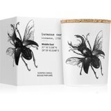 Vila Hermanos Insect Lucanus Cervus dišeča sveča 75 g | Shoptok.si
