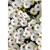 Conceptum Hypnose tepih (80 x 120) HMNT521 | ePonuda.com