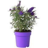 Plant in a Box davidov metuljnik - buddleja davidii 'candy' - višina 30-40cm - ⌀19cm, (21757508) Cene