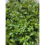 Bolzz zeleni zid 3D flora 40X60 cm bolzzidflora | Eponuda.com