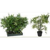  BAMBUS 60CM | Eponuda.ba
