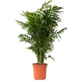Plant in a Box Gorska palma - Chamaedorea elegans - Višina 80-90cm - ⌀20cm, (21758257) Cene