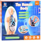  Edukativni set anatomija ljudskog tijela | Eponuda.com