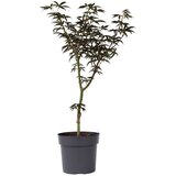 Plant in a Box japonski javor - acer palmatum 'starfish' - višina 60-70cm - ⌀19cm, (21757469) | Shoptok.si