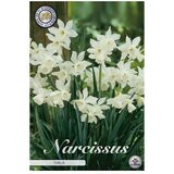  Cvjetne lukovice Narcisa Botanical Thalia (Bijela, Botanički opis: Narcissus) Cijene