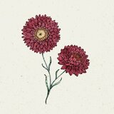 Jora Dahl Slamnik Helichrysum Bracteatum "Scarlet" | Shoptok.si