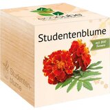 Feel Green ecocube "študentska roža" | Shoptok.si