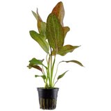 Rainforest echinodorus ozelot | ePonuda.com