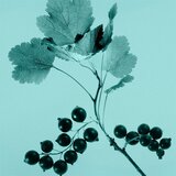Tiffany & Co. Sheer toaletna voda za žene 75 ml | shoptok.hr
