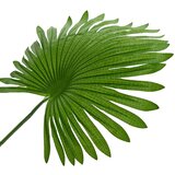  Umjetna Palma Ventilator Zelena 60 x 25 x 170 cm | shoptok.hr