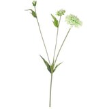  SKABIOZA 51CM ZELENA | Eponuda.ba