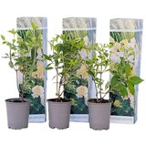 Plant in a Box hortenzija - 3 kos - hydrangea paniculata 'phantom' - višina 25-40cm - ⌀9cm, (21757537) Cene