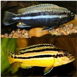 Akvarijum Centar Auratus cichlid | ePonuda.com