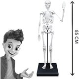 BUKI Skelet ( 104919 ) | Eponuda.com