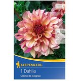 KIEPENKERL Lukovice jesenskog cvijeća (Dalija 'Creme de Cognac', 1 Kom.) | shoptok.hr