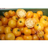  Mesnati paradižnik "Rumeni krof" Cene