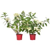 Plant in a Box hortenzija - 2 kos - hydrangea paniculata 'wim's red' - višina 25-40cm - ⌀19cm, (21757605) Cene