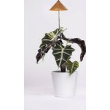 Venso LED svjetlo za biljaka SUNLiTE 24 V LED fiksno ugrađena 7 W neutralna bijela 1 St. Cijene