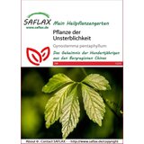 Saflax Rastlina nesmrtnosti Cene