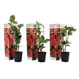 Plant in a Box japonska kamelija - 3 kos - camellia japonica 'campbell' - višina 25-40cm - ⌀9cm, (21757649) Cene