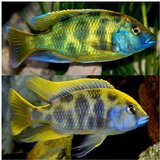 Akvarijum Centar Venustus cichlid | ePonuda.com