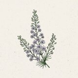 Jora Dahl Delphinium Consolida "Fancy Smokey Eyes" - Rittersporn | Shoptok.si
