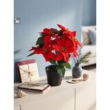 Sinsay DECORATIVE PLANT | shoptok.hr