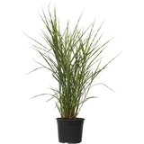 Plant in a Box kitajski trstikovec - miscanthus sinensis 'zebrinus' - višina 20-30cm - ⌀23cm, (21757612) | Shoptok.si