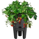 ELHO Lonec za jagode green basics 33 cm Cene