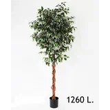 dekorativni zeleni bendžamin 170cm 567287