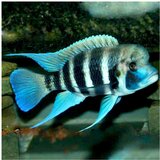 Akvarijum Centar frontosa kigoma | ePonuda.com