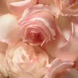 Romance Edp 100Ml