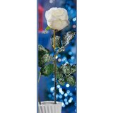 Ruža BIJELA CM69 50762 STAR | Eponuda.ba