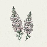 Jora Dahl Antirrhinum majus "Costa Silver" - odolin Cene