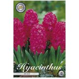  Cvjetne lukovice Zumbul Orientalis Jan Bos (crvena, Botanički opis: Hyacinthus) Cijene