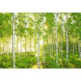 Komar Foto tapeta Sunday (8 -dij., Š x V: 368 x 254 cm, Papir) | shoptok.hr