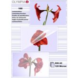 Olympia 1x100 Laminating pouches DIN A5 125 micron 9177 Cijene