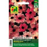 AUSTROSAAT Črnooka Suzana "Blushing Susie" Cene
