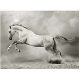  Tapeta - Wild Stallion 350x270 | shoptok.hr