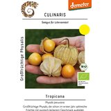 BIO debeloplodna Physalis Tropicana | Shoptok.si