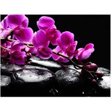  Tapeta - Relaxing moment: orchid flower and stones 200x154 | shoptok.hr